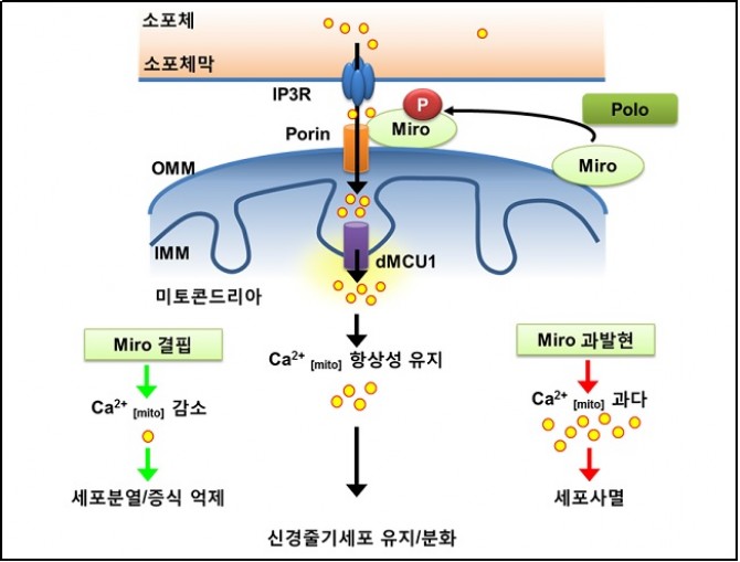 인산화효소(Polo Kinase)에 의해 인산화된 미로(Miro) 단백질은 미토콘드리아와 다른 세포 소기관인 소포체 간 결합을 증가시켜 미토콘드리아 내 칼슘 유입양을 늘린다. 그 결과 신경줄기세포 유지에 필요한 에너지를 만든다. - 한국생명공학연구원 제공